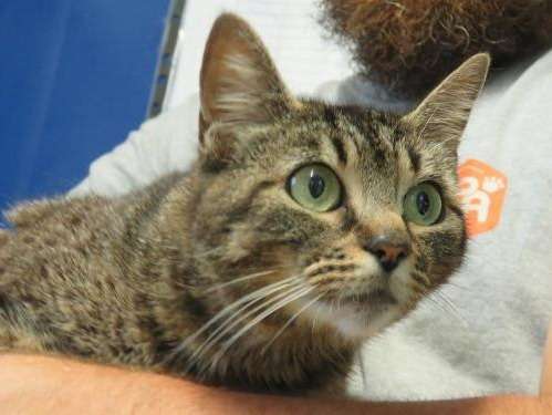 Chat adulte, femelle brown tabby disponible pour adoption