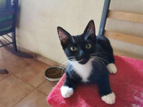 À adopter, chaton femelle bicolore noire et blanche, 10 semaines