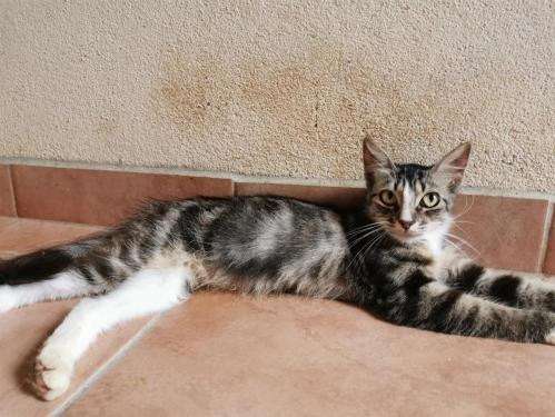 Chatte brown tabby 2 ans pour adoption