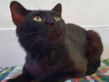 Chat de 24 mois, mâle noir cherche un nouveau toit