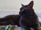 Chat de 24 mois, mâle noir cherche un nouveau toit