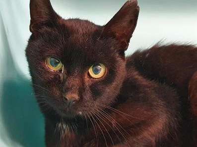 Propriétaire recherché pour chat noir, mâle de bientôt 10 ans