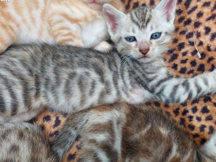 3 chatons Bengal croisé Maine Coon, 2 mâles et 1 femelle, 1 mois à réserver