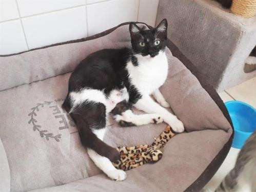 Nouveau propriétaire attendu pour chatte noir et blanc de 2 ans