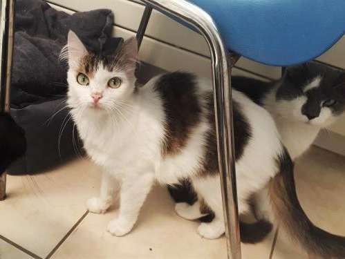 Adoption attendue pour chat calico femelle de 2 ans