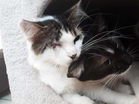 Famille d’adoption recherchée pour chat noir et blanc, femelle de 2 ans