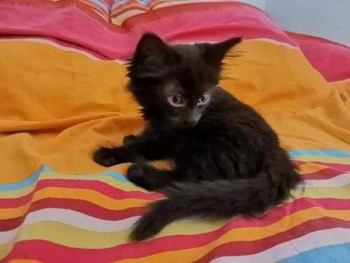 Chaton noir âgé de plus de 2 mois en attente d'adoption