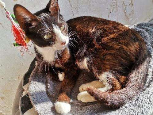 À adopter une chatte adulte tricolore
