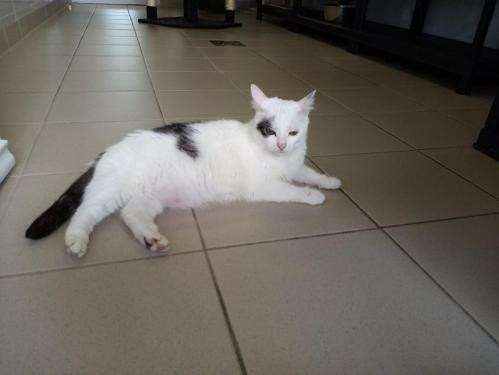 Disponible à l'adoption chatte adulte de couleur noire et blanche