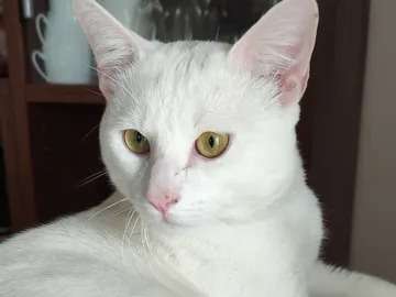 Don d'un chaton blanc âgé de 8 mois