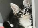 &Agrave; r&eacute;server : 6 chatons &acirc;g&eacute;s de plus de 2 mois de race Maine Coon