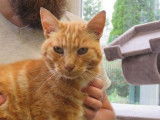 En attente d'adoption un chat adulte bicolore