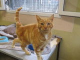 En attente d'adoption un chat adulte bicolore