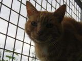 En attente d'adoption un chat adulte bicolore