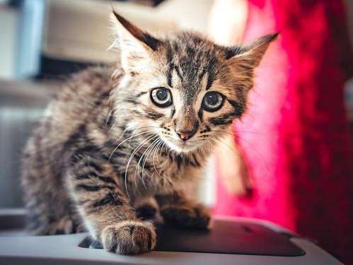Un chaton tigré de deux mois à adopter