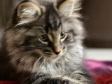 À vendre : sept chatons Norvégien âgés de plus de 8 semaines