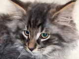 À vendre : sept chatons Norvégien âgés de plus de 8 semaines