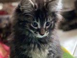 À vendre : sept chatons Norvégien âgés de plus de 8 semaines