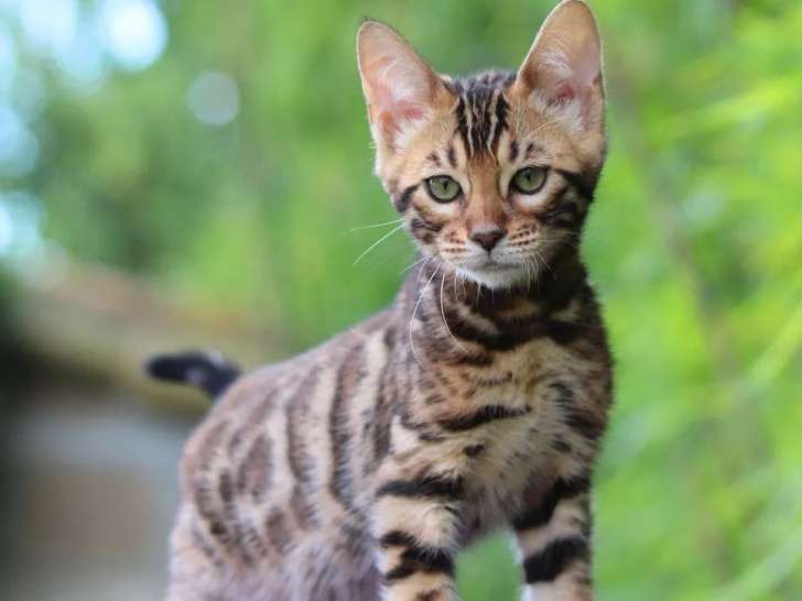 Disponible de suite 1 chaton Bengal de couleur brown spotted tabby, âgé de près de trois mois