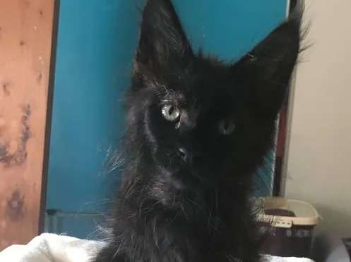 Vente d’un chaton de 3 mois, Maine Coon mâle, pelage noir