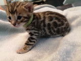 Réservation de 5 chatons Bengal au pelage marron âgés d’un mois