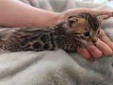 Réservation de 5 chatons Bengal au pelage marron âgés d’un mois