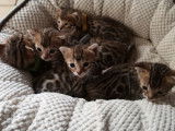 Réservation de 5 chatons Bengal au pelage marron âgés d’un mois