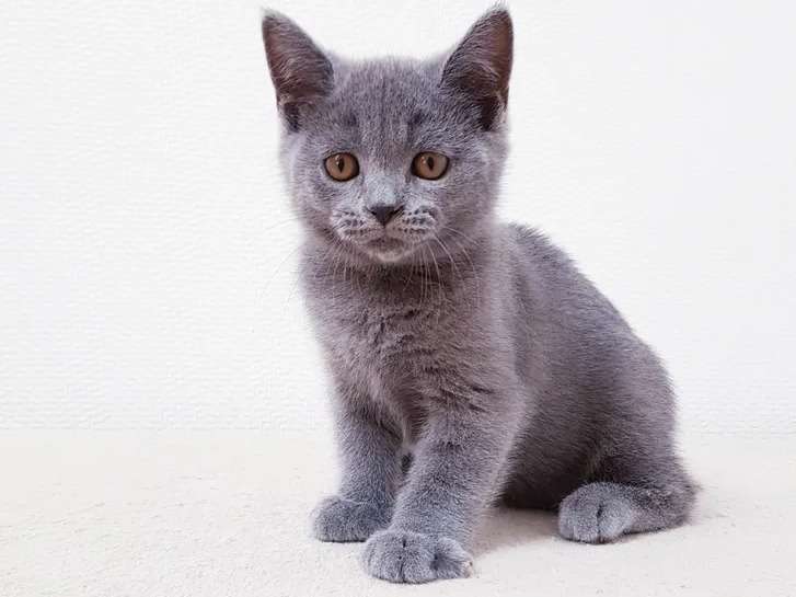 À vendre 2 chatons Scottish straight blue, 3 mois, mâle et femelle