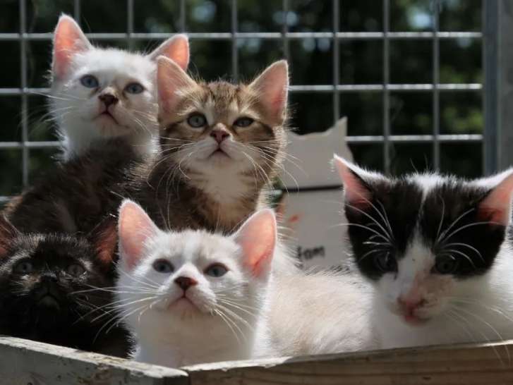 Adoption de chatons