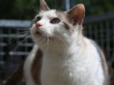 Adoption de chatons