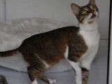 Adoption de chatons