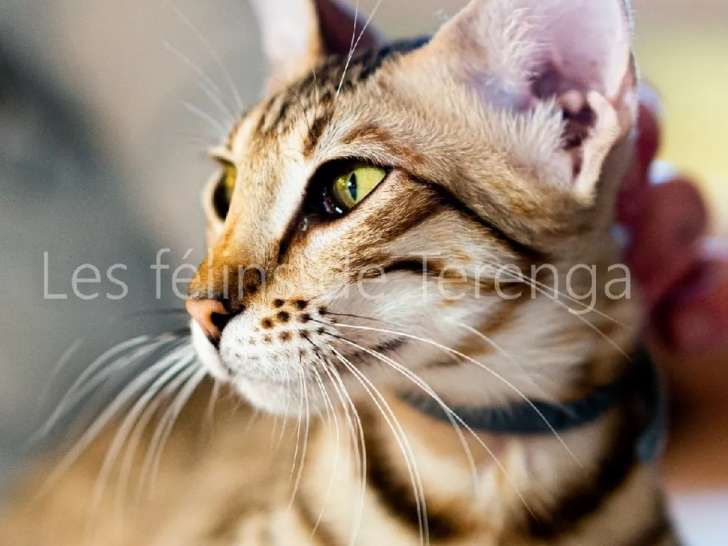 Disponibilité d’une chatte Savannah robe brown spotted tabby