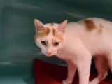 Chat de 2 ans au pelage arlequin blanc et roux, en attente d’adoption