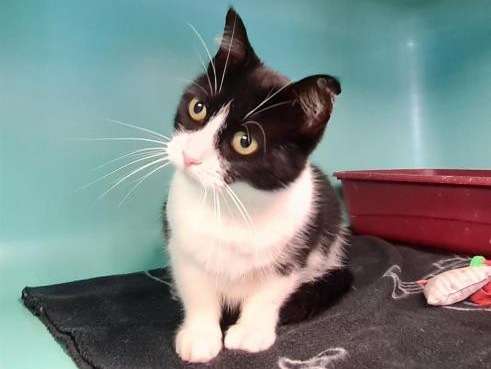 À adopter une chatte d’un an au pelage bicolore noir et blanc