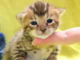 Chatons Bengal 1 mois, mâles et femelles à réserver