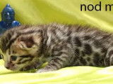 Chatons Bengal 1 mois, mâles et femelles à réserver