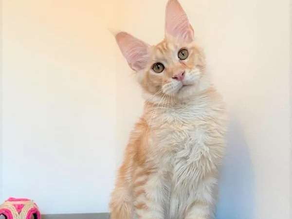 Vente d’un chaton Maine Coon de 6 mois au pelage roux