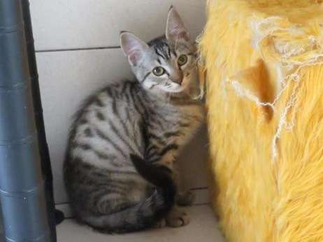 Don d’un chaton mâle de 3 mois au pelage tabby gris et noir
