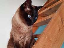 Chat Siamois Seal Point Pure Race A Placer Petite Annonce Chat