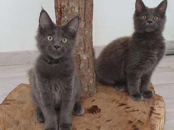 À vendre 2 chatons Maine Coon noirs de plus de 8 semaines