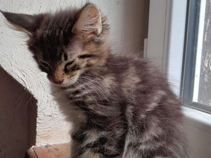 4 chatons Maine Coon