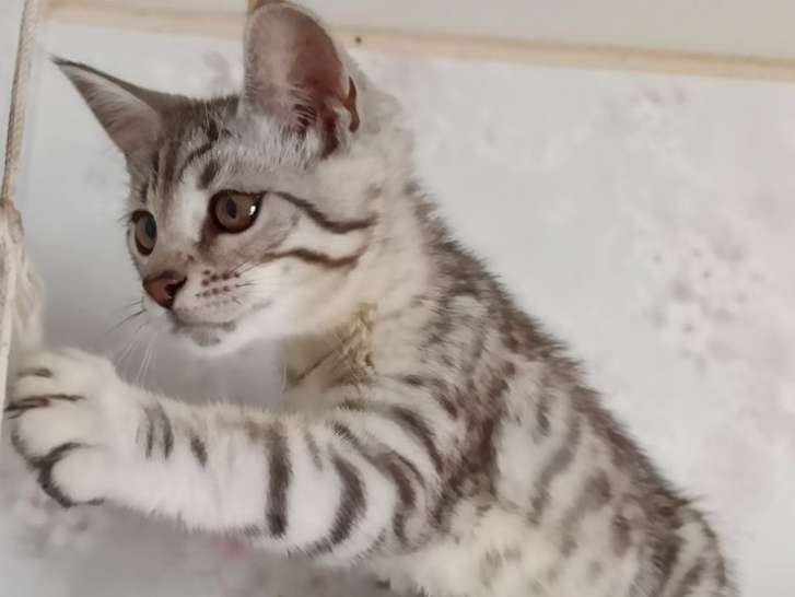 Chaton Male Maine Coon Croise Bengal Pelage Tigre A Vendre Petite Annonce Chat