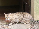 À vendre chat Bengal adulte au pelage seal mink tabby spotted