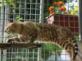 À vendre chat Bengal adulte au pelage seal mink tabby spotted