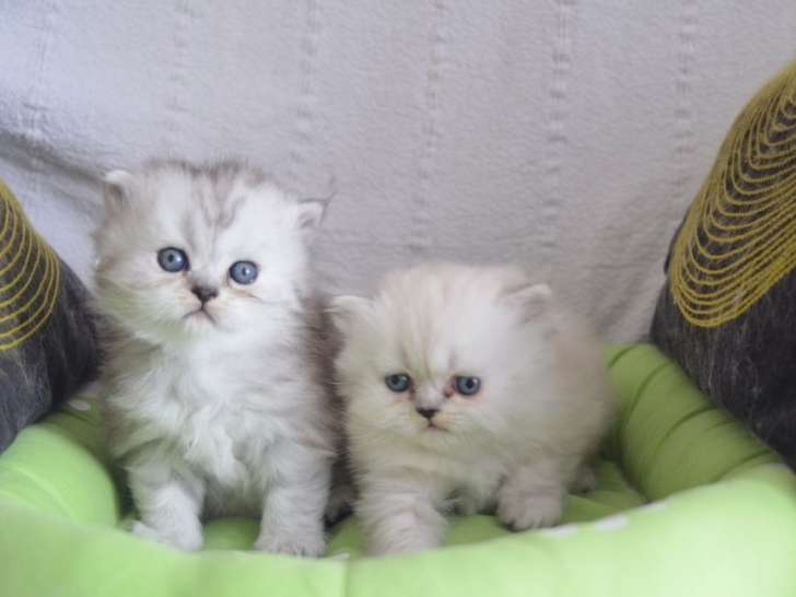 2 chatons Persan mâle et femelle d’un mois à réserver