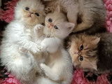 2 chatons Persan de plus de 8 semaines disponibles pour la vente