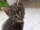 5 chatons de moins de 8 semaines type Européen à adopter