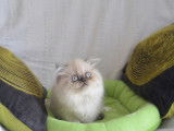 2 chatons (mâle et femelle) Persan de plus de 8 semaines disponibles à la réservation