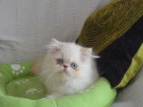 2 chatons (mâle et femelle) Persan de plus de 8 semaines disponibles à la réservation