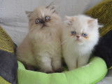 2 chatons (mâle et femelle) Persan de plus de 8 semaines disponibles à la réservation